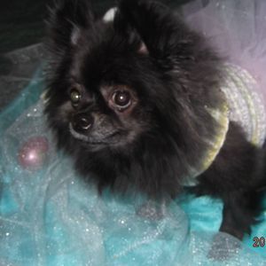 Meet your Posher, Sheila